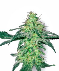 Sensi Seeds Cannabis Seeds White Skunk Regular by White Label, 10 pcs