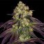 T.H.Seeds™ Cannabis Seeds Stracciatella™, various pack, feminized