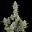 Fast Buds Cannabis Seeds Wedding Cheesecake Auto