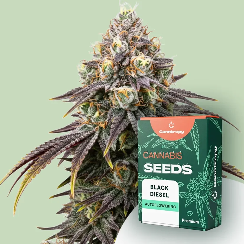Canntropy Nasiona Black Diesel (Feminizowane)