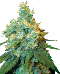 Sensi Seeds Kaņepju sēklas Jack Herer® Regular, 10 gab