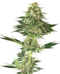 Sensi Seeds Cannabis Seeds Banana Kush Feminized by White Label, 3-10 gab.