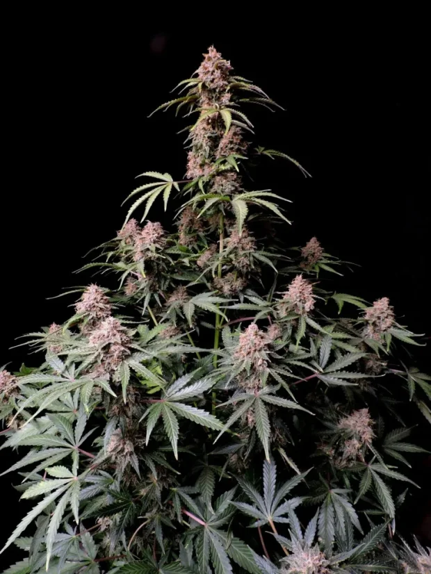 Fast Buds Cannabis Seeds Amnesia Zkittlez Auto
