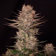Doctor´s Choice Siemenet Chronic Fast F1 BX Regular