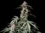 Fast Buds Cannabis Seeds Amnesia Zkittlez Auto