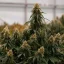 Royal Queen Seeds Kaņepju sēklas Gaia F1 Auto