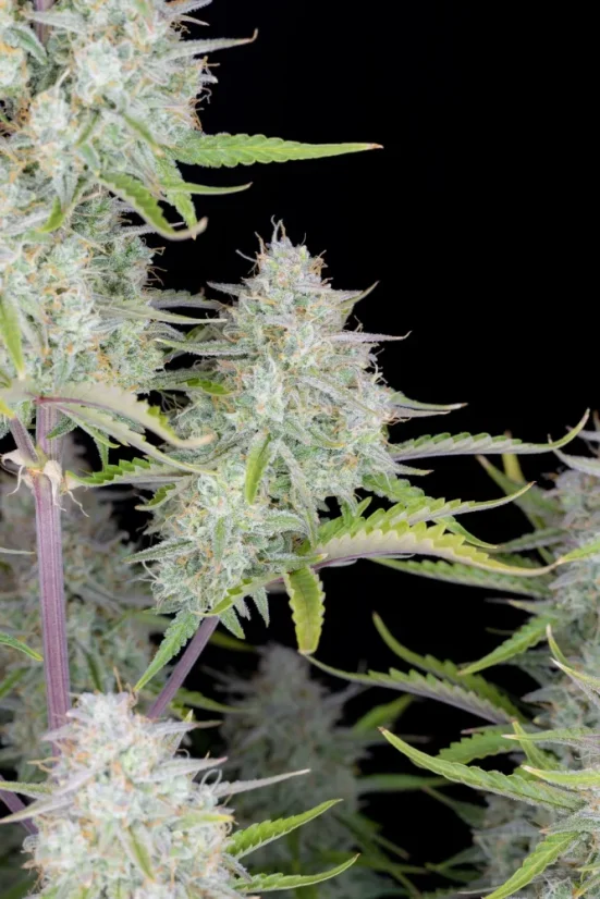 Fast Buds Cannabis Seeds Wedding Cheesecake Auto