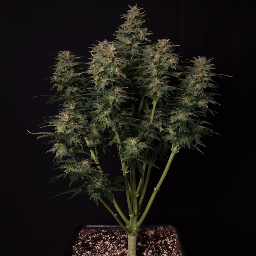 Doctor´s Choice Seeds Lowryder regular (IBL) Auto Regular