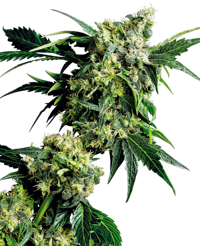 Sensi Seeds Cannabis Seeds Mr Nice G13 X Hash Plant® Regular