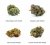 Sett ta' kampjuni tal-Fjuri H4CBD - White Widow 30% H4CBD, Blueberry 40% H4CBD, Alien OG 50% H4CBD, Durban Poison 60% H4CBD, 4 x 1 g