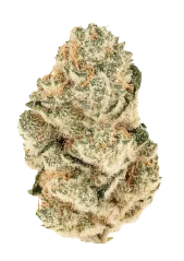 Fast Buds Cannabis Seeds Gorilla Melon Feminized