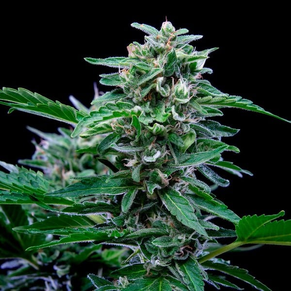 Royal Queen Seeds Cannabis Seeds Stress Killer Auto (augsts CBD)