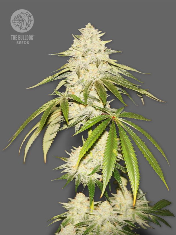 The Bulldog Seeds Joris Pound Cake Feminized, 3 and 5 pcs
