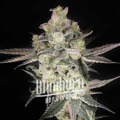 Blimburn Seeds Cannabis Seeds Gary Payton Feminized