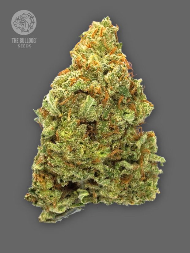 The Bulldog Seeds TB Lemon Haze Auto, 3 un 5 gab