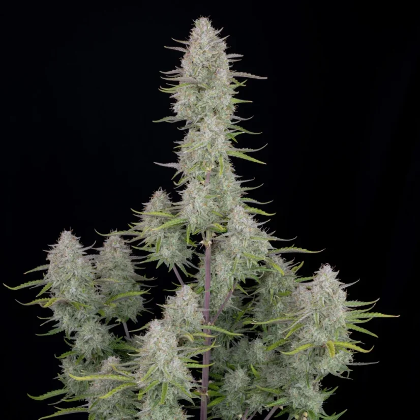 Fast Buds Cannabis Seeds Wedding Cheesecake Auto