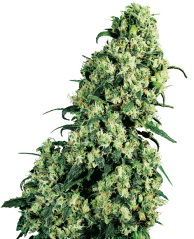 Sensi Seeds Семена от канабис Skunk #1® Feminized, 3-10 бр.