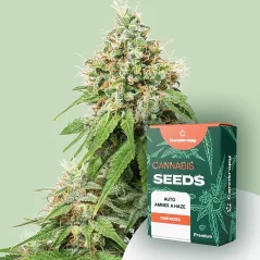 Canntropy Семена Auto Amnesia Haze (Автоцъфтящи)