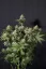 Fast Buds Cannabis Seeds Orange Sherbet FF