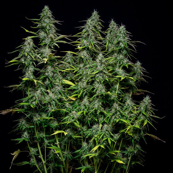 Royal Queen Seeds Cannabis Seeds Royal Gorilla Auto