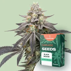 Canntropy Seeds Black Widow (Feminized)