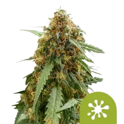 Royal Queen Seeds Cannabis Seeds Sticky Queen Auto