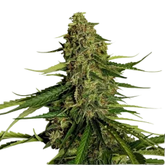 Royal Queen Seeds Kaņepju sēklas Gaia F1 Auto