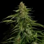 Royal Queen Seeds Kaņepju sēklas Gaia F1 Auto