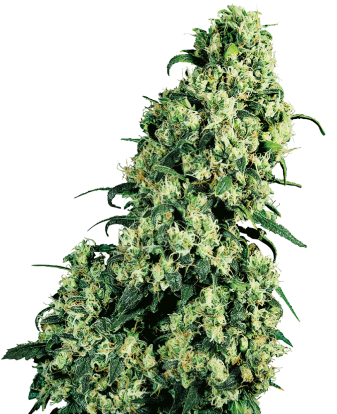 Sensi Seeds Cannabis Seeds Skunk #1® Feminized, 3-10 pcs