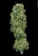 T.H.Seeds™ Kaņepju sēklas MK-Ultra™, dažādi iepakojumi, feminizēti