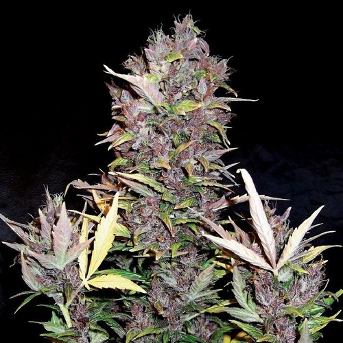 Doctor´s Choice Seeds Purple Ryder Auto Feminized