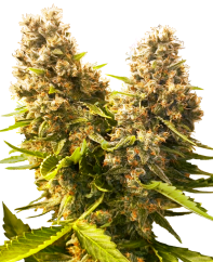 Sensi Seeds Cannabis Seeds Banana Kush Cake Automatic Feminized, 3-10 pcs