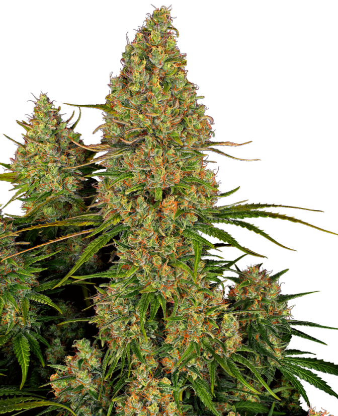 Sensi Seeds Cannabis Seeds Sticky Orange XXL Automatic Feminized, 3-10 kpl