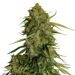 Royal Queen Seeds Kanapių sėklos Atlas F1 Auto