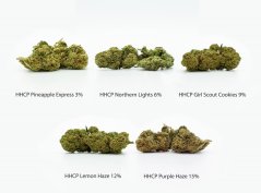 HHCP Flowers sample pack - Pineapple Express 3%, Northern Lights 6%, Girl Scout Cookies 9%, Lemon Haze 12%, Purple Haze 15%, 5 x 1 g