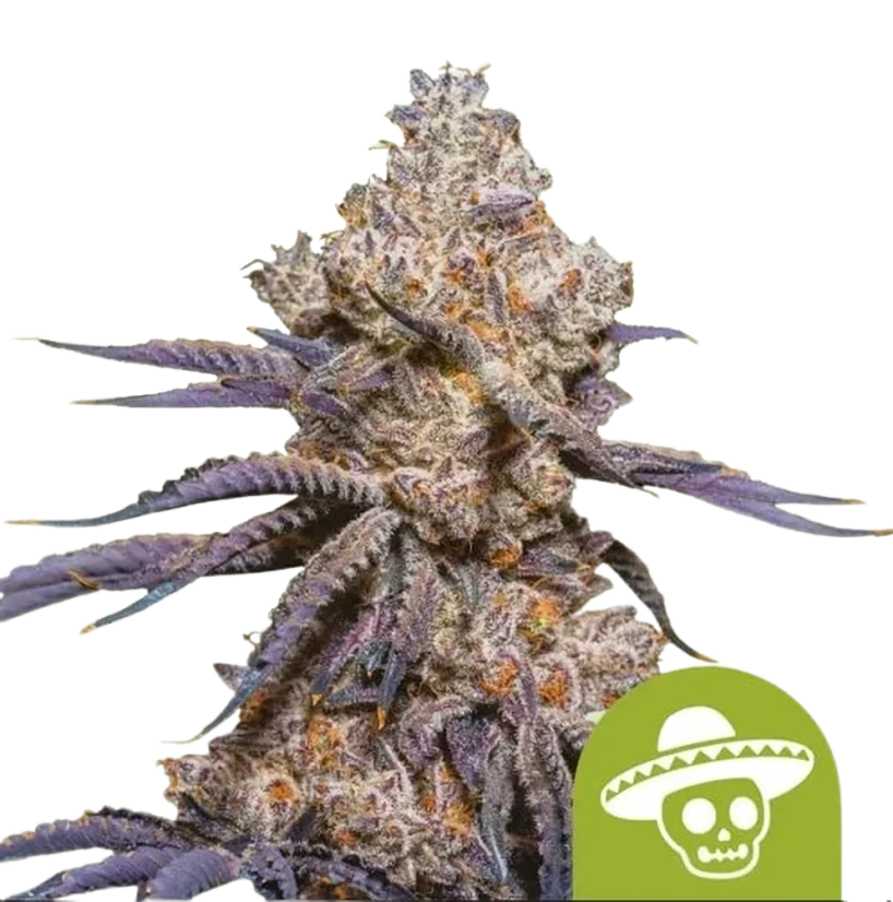 Royal Queen Seeds Cannabis Seeds Mexican Rush Auto