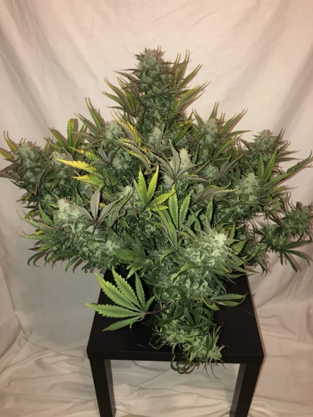 Fast Buds Cannabis Seeds Gorilla Glue Auto