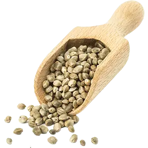 Semi di canapa