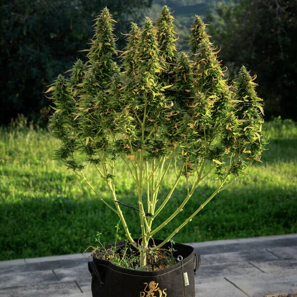 Royal Queen Seeds Cannabis Seeds Royal Gorilla Auto