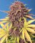 Fast Buds Cannabis Seeds Purple Lemonade Auto