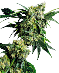 Sensi Seeds Cannabis Seeds Mr Nice G13 X Hash Plant® Regular, 10 pcs