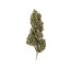 Royal Queen Seeds Cannabis Seeds Painkiller XL Feminized (augsts CBD)