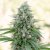 Silent Seeds Classic Cannabis Seeds Critical Mango Feminized