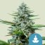 Royal Queen Seeds Cannabis Seeds Stress Killer Auto (augsts CBD)