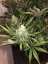 Fast Buds Cannabis Seeds Gorilla Glue Auto