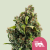Royal Queen Seeds Cannabis Seeds Candy Kush Express - Fast Feminized