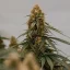 Royal Queen Seeds Kaņepju sēklas Gaia F1 Auto