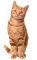 Katėms