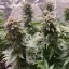 Blimburn Seeds Cannabis Seeds Girl Scout Cookies Feminized