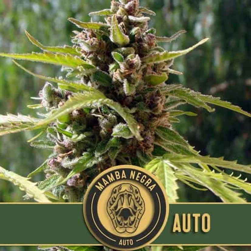 Blimburn Seeds Kaņepju sēklas Mamba Negra Auto